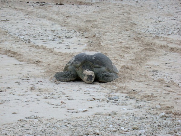 Loggerhead Turtle